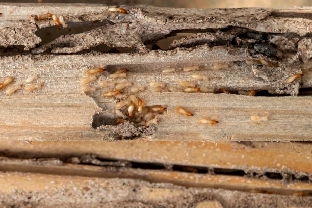 Best Cockroach Control Services  in Mountainhome, PA