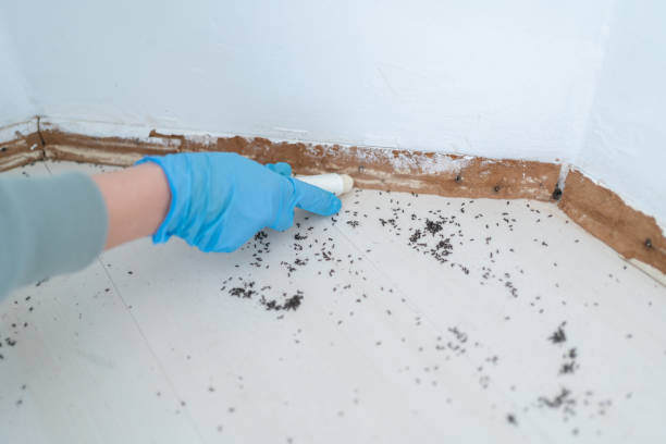 Best Pest Prevention Services  in Mountainhome, PA