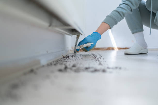 Best Termite Control Services  in Mountainhome, PA
